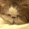 約11時間ねこ眺めほうだい！「リアルねこあつめ」アーカイブ動画が公開 画像
