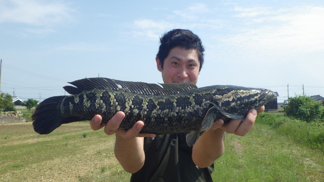 雷が鳴るまで離さない！？『あつまれ どうぶつの森』で釣れる「ライギョ」ってどんな魚？【平坂寛の『あつ森』博物誌】