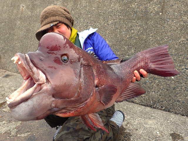 ニセモノに注意？『あつまれ どうぶつの森』で釣れるタイってどんな魚？【平坂寛の『あつ森』博物誌】