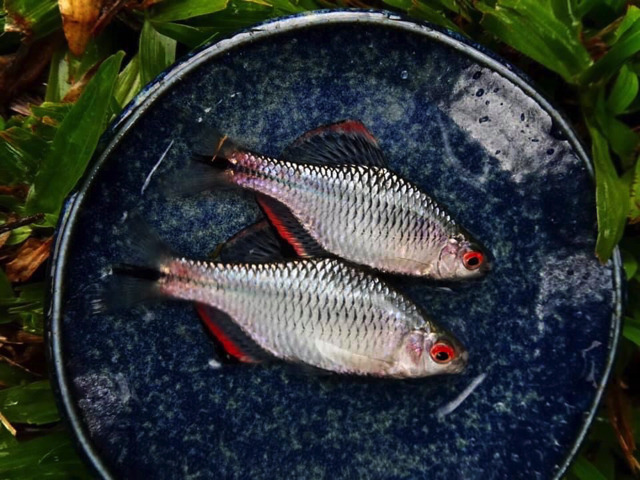 日本が世界に誇る美魚！『あつまれ どうぶつの森』で釣れる「タナゴ」ってどんな魚？【平坂寛の『あつ森』博物誌】