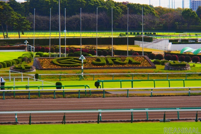 日本中央競馬（JRA）を引退する馬は毎年5000頭を超える