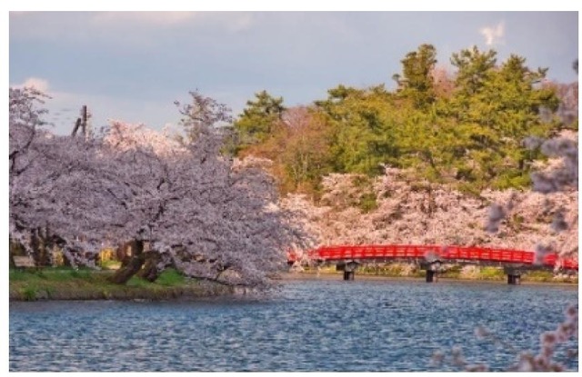 青森県弘前市のふるさと納税に、弘前公園「春陽橋」の古材を活用したスマホスタンドが登場！50台限定で生産