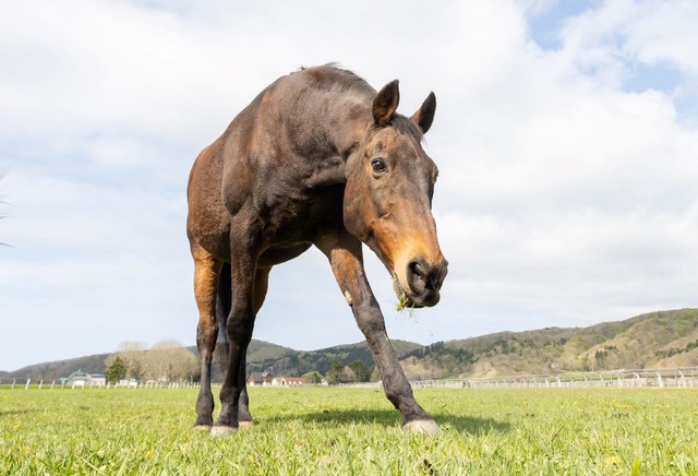 ※画像は認定NPO法人引退馬協会より引用。5月9日に撮影されたナイスネイチャ。
