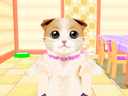 かわいい子猫DS3