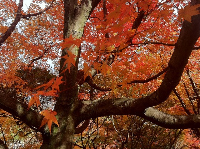 【日々気まぐレポ】第6回 ニンテンドー3DSカメラで立体紅葉写真 in 京都