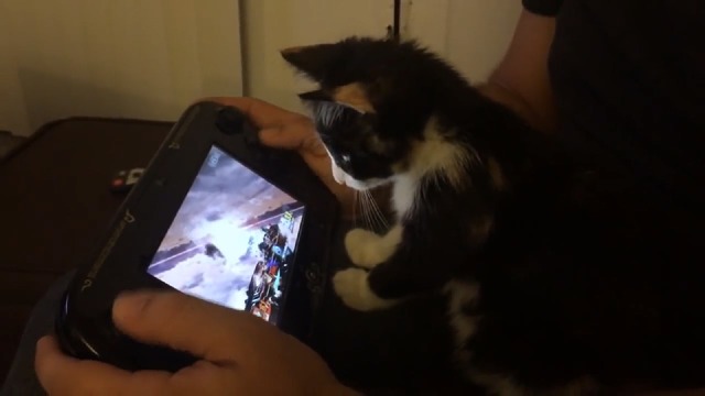 『スマブラ for Wii U』に興味津々な子猫がキュートすぎる！