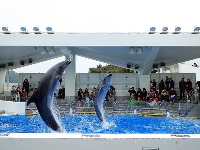九十九島パールシーリゾートの「イルカのプログラム」も人気。ずぶ濡れにならないように注意