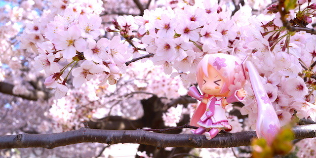 【フィグライフ！】第3回：近所の公園で桜が満開と聞いてミクさんとお散歩してきた