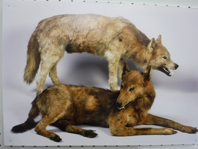 エゾオオカミ／画像提供：一般社団法人日本オオカミ協会