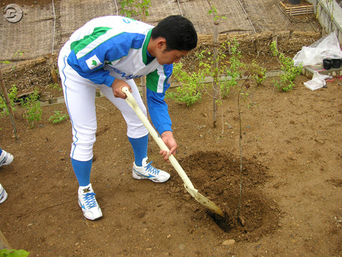 『野球つく2』×セガサミー野球部、バットの素材「アオダモ」を植樹