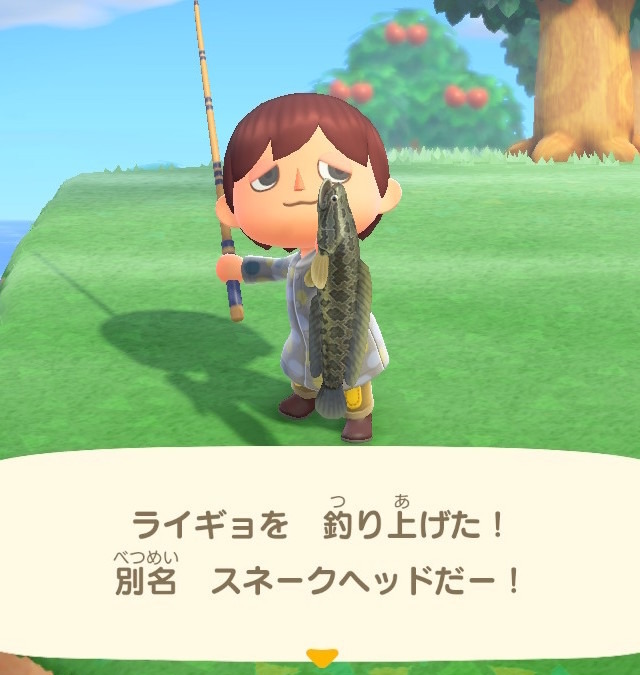 雷が鳴るまで離さない あつまれ どうぶつの森 で釣れる ライギョ ってどんな魚 平坂寛の あつ森 博物誌 インサイド 雷が鳴るまで離さない あつまれ どうぶつの森 で釣れる ライギョ ってどんな魚 平坂寛の あつ森 博物誌 インサイド