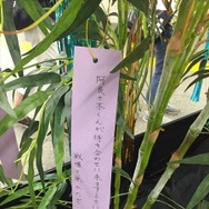 「傷物語」秋葉原で七夕イベント　神谷浩史、坂本真綾、花澤香菜らが願ったこととは？