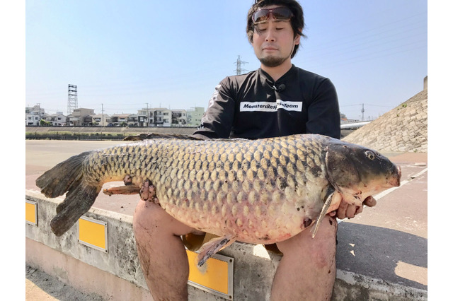 『あつまれ どうぶつの森』カッコイーッ!そして意外とスゴイーッ!?コイってどんな魚?【平坂寛の『あつ森』博物誌】 画像