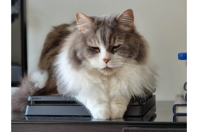 「猫がPS4に乗るのをやめさせたい」―相談に「うちの猫もやってる」と各ユーザーの“猫onデバイス写真”が集まりだす 画像