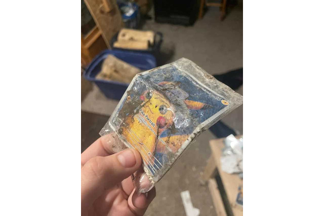 海外ファンの元に届いた「ゴッホピカチュウ」が飼ってたヤギや七面鳥にめちゃくちゃにされる…七面鳥は感謝祭で食卓へ 画像