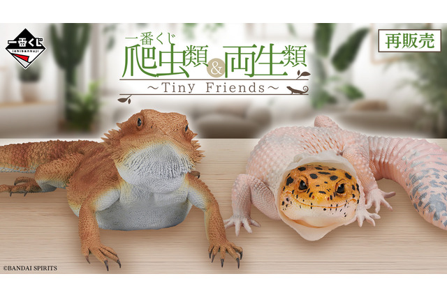 めっちゃリアルな「一番くじ 爬虫類&両生類~Tiny Friends~」再販!アメフクラガエルの“お尻”がプリティ 画像
