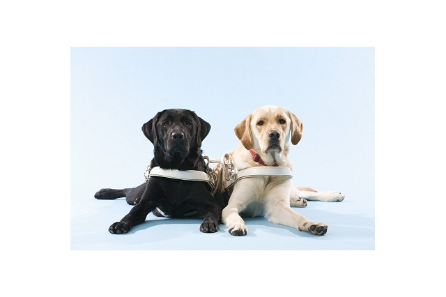 わんこ育成シミュレーション『てのひらワンコ』の支援アイテム購入で盲導犬の育成支援が可能に 画像