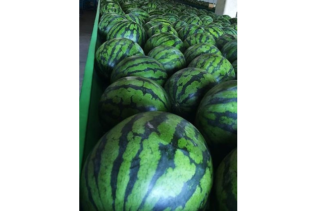 スマホゲー『ごちぽん』をプレイすると、本物のスイカが家に届くらしい 画像