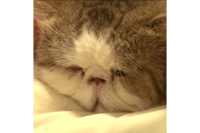 約11時間ねこ眺めほうだい!「リアルねこあつめ」アーカイブ動画が公開 画像