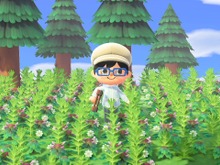 『あつまれ どうぶつの森』の「雑草」って意外と使えるんじゃない? 売る・DIYの材料以外の活用方法 画像