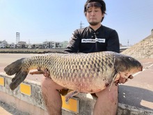 『あつまれ どうぶつの森』カッコイーッ！そして意外とスゴイーッ！？コイってどんな魚？【平坂寛の『あつ森』博物誌】 画像