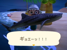 『あつまれ どうぶつの森』6月からは虫取り&魚釣りが熱い! 新登場した高額生物たちの出現場所・時間帯を紹介 画像