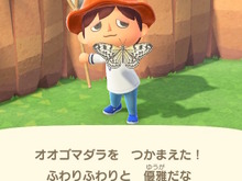 別名・バカ蝶!?『あつまれ どうぶつの森』に登場する「オオゴマダラ」ってこんな蝶【平坂寛の『あつ森』博物誌】 画像