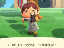 夏本番！『あつまれ どうぶつの森』に出てくる「ノコギリクワガタ」ってどんな虫？【平坂寛の『あつ森』博物誌】 画像