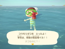 『あつまれ どうぶつの森』気分は海女さん!? 素潜り80回分の「海の幸」でいくら稼げるか試してみた！ 画像