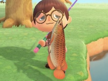 鑑賞魚の頂点！『あつまれ どうぶつの森』で釣れる「アロワナ」の正体とは【平坂寛の『あつ森』博物誌】 画像