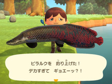 デカすぎてギョエーッ!『あつまれ どうぶつの森』で釣れる「ピラルク」ってどんな魚?【平坂寛の『あつ森』博物誌】 画像