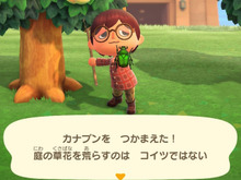 意外と謎だらけ!?『あつまれ どうぶつの森』に登場する「カナブン」ってどんな虫? 画像