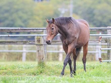 元競走馬「ナイスネイチャ」誕生日記念寄付が今年も幕開け! 開始から半日経たずに1,000万円越え─『ウマ娘』人気にも言及 画像
