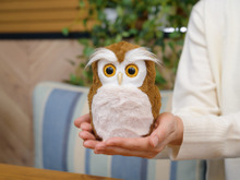 本物そっくりな癒し系ペットロボット「ハッピーふくろう」発売!運勢を占う“開運アドバイザー”としても活躍 画像