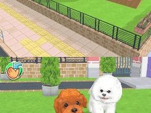 いま人気のビション・フリーゼも飼える!『かわいい子犬DS3』3月18日発売 画像
