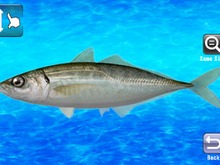 無料で釣りが楽しめるiPhoneゲーム『めざせ!!釣りマスター for iPhone』 画像