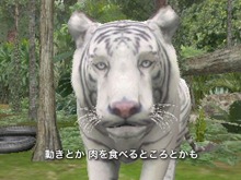 『アニマルリゾート』動物の増やし方が明らかに 画像