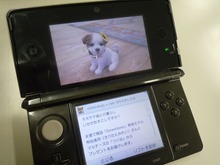 『nintendogs + cats』桐谷美鈴さんのマルチーズ「つくね」配信中 画像