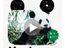 上野動物園のパンダの動画を配信する「パンダ TODAY」、パンダゆかりの地にポスターを掲出 画像