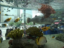 ソニービルに恒例の「沖縄美ら海水族館」……水槽電力を自家発電で 画像