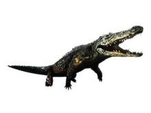 『TOKYO JUNGLE』Amazonオリジナル特典を用意 画像