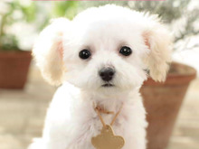子犬と一緒に暮らすソーシャルペットゲーム『どこでもペット かわいい子犬』  画像