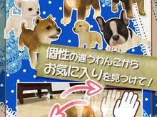 グリー、子犬育成ゲーム『ともだちドッグス』iOS版をリリース ― 開発はハ・ン・ド 画像