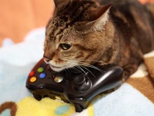 日本マイクロソフトがパソコンのできる猫ちゃんとワンちゃんを募集 ― さっそくXbox 360で応募してみた 画像