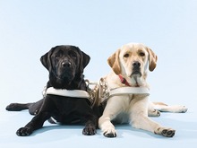 わんこ育成シミュレーション『てのひらワンコ』の支援アイテム購入で盲導犬の育成支援が可能に 画像