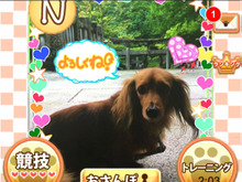 撮影した愛犬をゲーム内で育成し、全国デビューさせるSLG『ワンワンコロネット』サービス開始 画像