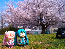【フィグライフ!】第3回:近所の公園で桜が満開と聞いてミクさんとお散歩してきた 画像