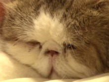 約11時間ねこ眺めほうだい！「リアルねこあつめ」アーカイブ動画が公開 画像