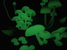 カプセルトイ「光るキノコのマグネット」発売、蓄光素材でリアルに発光 画像