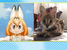 アニメ「けものフレンズ」のフレンズたちが「生き物にサンキュー!!」に登場! 本日6月21日の夜7時より 画像